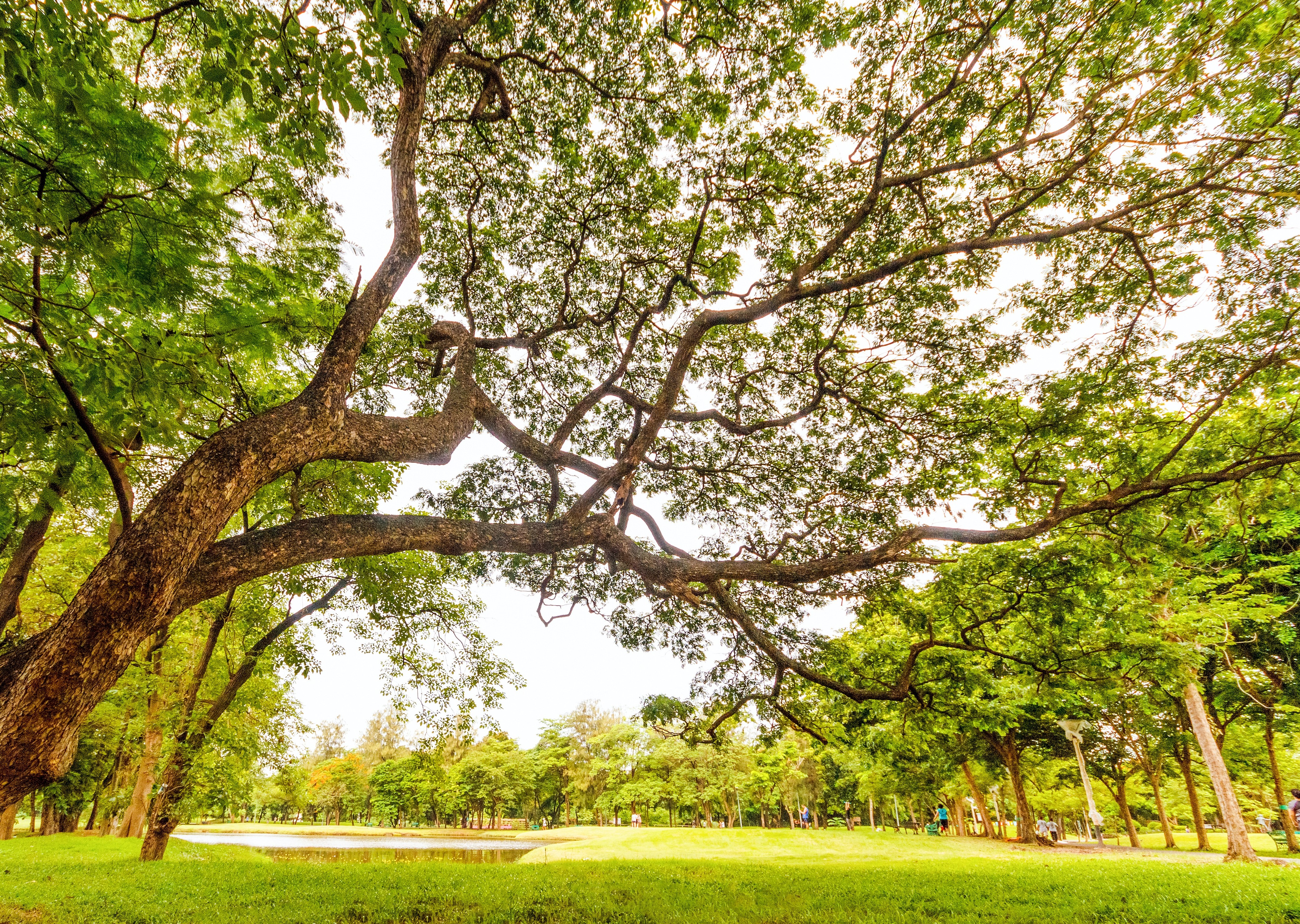 Outdoor park, with a big tree in the forefront